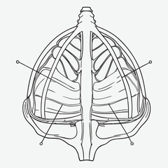Human diaphragm line art.