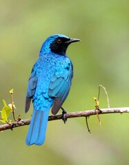 Vibrant blue bird perched on branch (1)