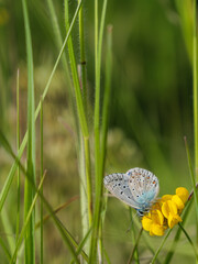 Common Blue butterfly on yellow bird's-foot trefoil flower