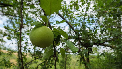 Fresh green apple growing on tree branch in an orchard