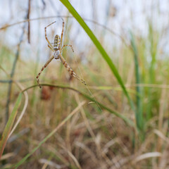 Wasp spider - Argiope bruennichi - resting in web among grass stems