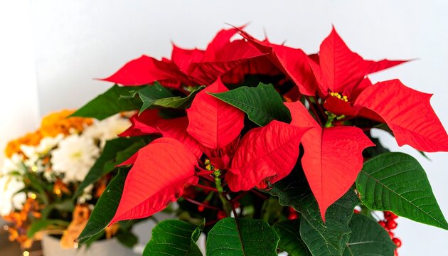 Close-up of vibrant red poinsettia