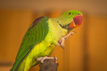 Mini-Zoo w Muszyńskich Ogrodach Magicznych na Zapopradziu
