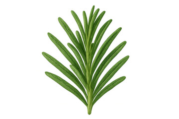 Fototapeta premium Fresh rosemary branch growing on a transparent background, perfect for culinary or aromatherapy designs