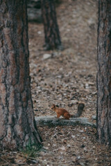 squirrel in the forest