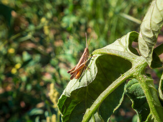 Brown Grasshopper on a Green Leaf in Sunlight