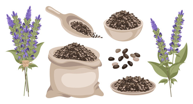 Chia seeds in a linen bag, in a bowl,  in a wooden spoon with a bouquet of chia flower. Salvia hispanica. Spice, condiment, granule or grain. Superfood illustration.