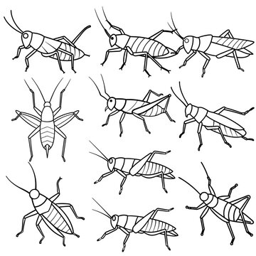 grasshopper lineart