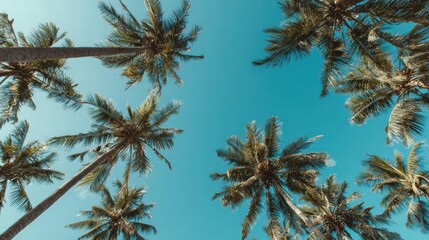 Low angle view looking up at tall palm trees against clear blue sky, tropical travel background