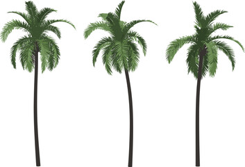 Coconut palm trees vector, tropical beach tree design, green palm foliage, summer exotic tree illustration, isolated background nature art, realistic clipart