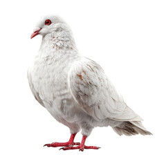 Obraz premium Pure white pigeon with vibrant red eyes and feet against black background
