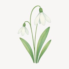 Delicate watercolor snowdrop illustration.