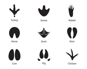 Animals footprints Set
