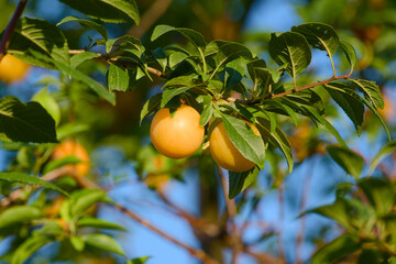 Yellow Prunus cerasifera berries hanging on a tree branch in natural sunlight