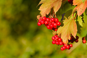 Close-up of viburnum berries hanging on a branch, showing vibrant red color in natural light