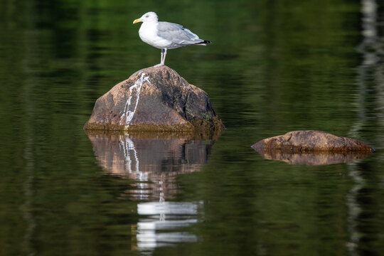 Herring Gull