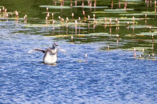 Great Crested Grebe