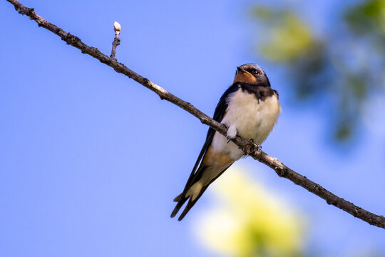 Barn Swallow