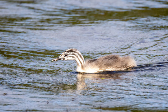 Great Crested Grebe