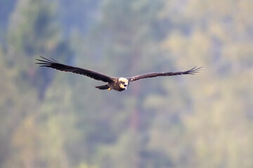 Western Marsh Harrier