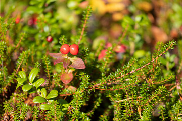 Berries of Cornus suecica in the tundra