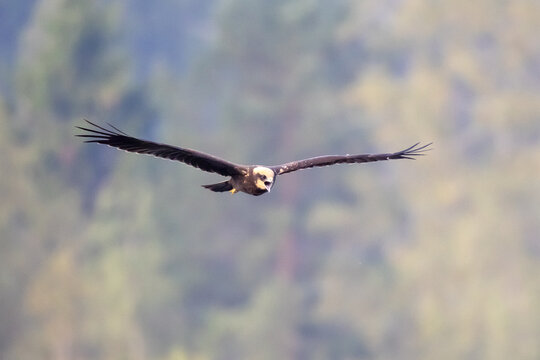 Western Marsh Harrier