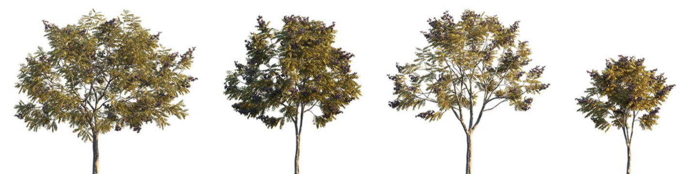 Set of 4 autumn Koelreuteria paniculata (commonly known as the goldenrain tree, pride of India, China tree, and the varnish) trees isolated png on a transparent background perfectly cutout	