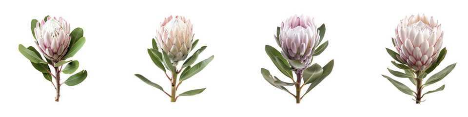 Fototapeta premium Beautiful protea flowers with leaves isolated on a transparent background Generative AI