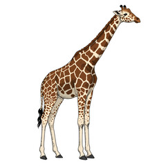 Naklejka premium A full body illustration of a giraffe standing tall, showcasing its distinctive brown and cream patterned coat.