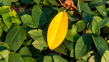 Bright yellow leaf amidst green foliage