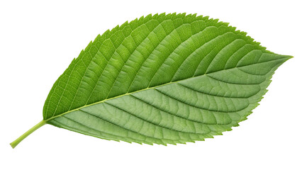 Fototapeta premium Fresh green leaf symbolizing nature, health, and eco-friendliness, isolated on a white background.