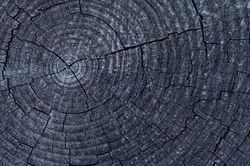 Fototapeta premium Close-up of a tree stump with detailed wood texture and growth rings indicating the age of the tree. Natural wood background for forestry, environmental or educational projects.