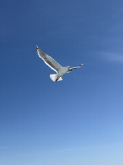 A white seagull hovers over the ocean. Seagull flying in the blue sky.