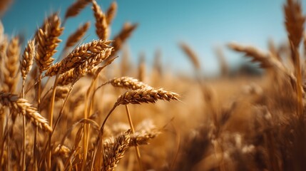 Fototapeta premium Golden Wheat Field Close-Up Under Clear Blue Sky