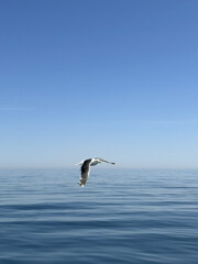 A white seagull hovers over the ocean. Seagull flying in the blue sky.
