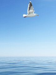 A white seagull hovers over the ocean. Seagull flying in the blue sky.