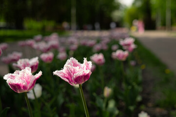 Pink and White Tulips Blooming in Park Garden