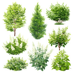 Various plants isolated on black background