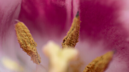 Macro of Fringed Tulip Petals