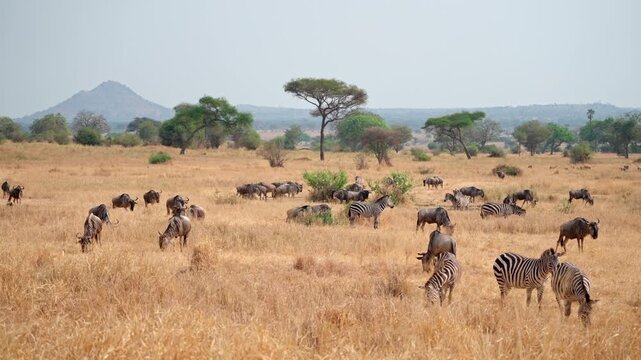 A herd of Zebras and Wildebeest grazing in Tarangire National Park, Tanzania.