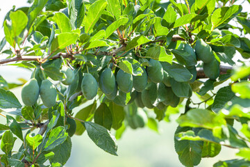 Obraz premium Plum hanging on tree branch, green plums growing. Unripe green plum tree branch. Green natural background with fruits. Plums cultivation, young fruits of plum tree.
