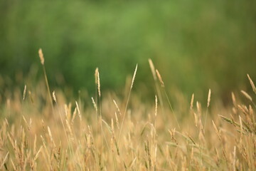 密集する野草の穂