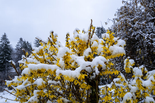 Forsythien im Neuschnee