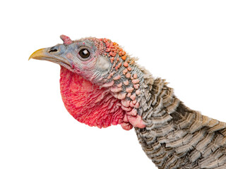   portrait female turkey stand on white background