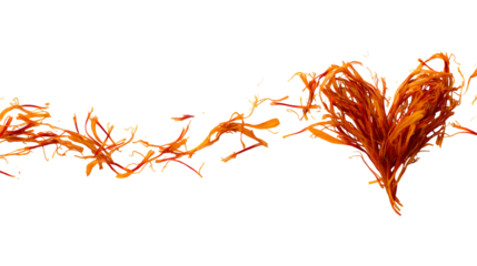 Red spider lily flower with flowing petals isolated on transparent background