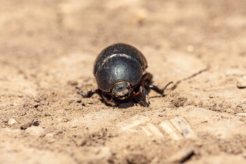 dung beetle crawling on the road, dor beetle crawling on the ground, dor beetle crawling on the road, dung beetle crawling on the ground