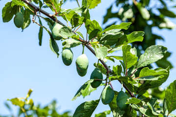 Plum hanging on tree branch, green plums growing. Unripe green plum tree branch. Green natural background with fruits. Plums cultivation, young fruits of plum tree.