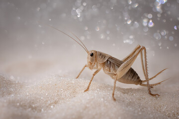 Desert cricket standing on soft white sand, illuminated by gentle glowing light, macro photography with eco friendly natural composition, calm and serene atmosphere