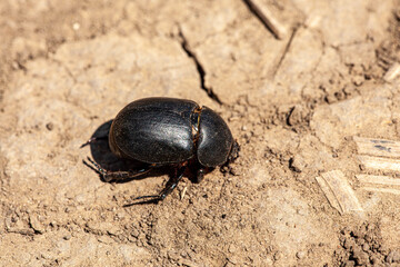 A sizable black beetle is moving slowly on a rocky ground, displaying intricate details of its body and environment under natural light.