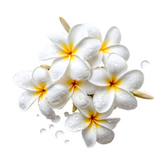 Obraz premium White plumeria flowers isolated on black background